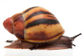 Archachatina marginata suturalis 1b juvenil